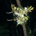 Mouriri grandiflora Flower