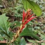 Aphelandra scabra Cvet