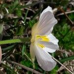 Ranunculus pyrenaeus Fiore