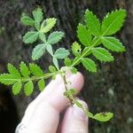 Weinmannia tinctoria Leaf