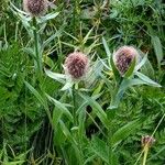 Centaurea uniflora Kvet