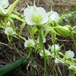 Angraecum eburneum 花