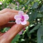 Strobilanthes hamiltoniana Flower