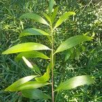 Acacia auriculiformis Blad