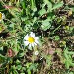 Anthemis arvensisFlower