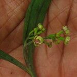 Polystachya fusiformis Flower