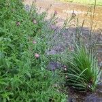 Epilobium hirsutumFuelha