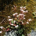 Sedum hirsutum Fula