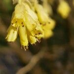 Corylopsis sinensis Flower