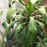 Dracaena fragransLeaf