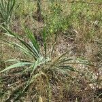 Yucca arkansana Habit