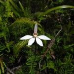 Caladenia catenata Hábito