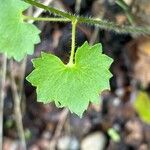 Saxifraga rotundifolia Feuille