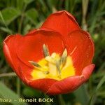 Tulipa mauriana Blodyn
