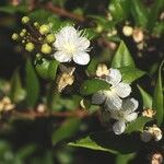 Myrtus communis Floare