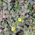 Potentilla crantzii পাতা