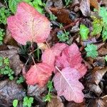 Viburnum acerifolium Blatt