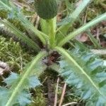 Cirsium acaulon पत्ता