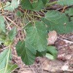 Malope malacoides 葉