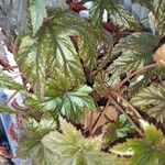 Begonia aconitifolia ᱥᱟᱠᱟᱢ