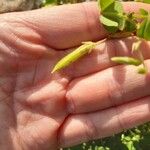 Oxalis fontana Fruit