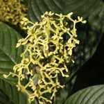 Palicourea berteroana Blad