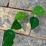 Cissampelos pareira Leaf