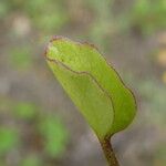 Ranunculus ophioglossifolius Likasa