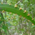 Phyllanthus epiphyllanthus Blomma