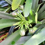 Clivia × cyrtanthiflora Fruto