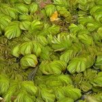 Salvinia molesta 葉