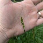 Carex vulpinoidea Flor