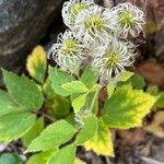 Clematis virginiana Flower