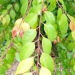 Hymenocardia ulmoides Hoja