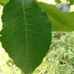 Carya glabra List