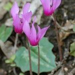 Cyclamen repandum Kukka