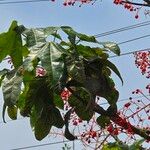 Brachychiton acerifolius List