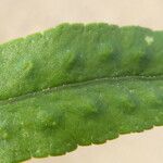 Polypodium vulgare Leaf