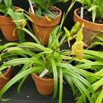 Phragmipedium longifolium عادت داشتن