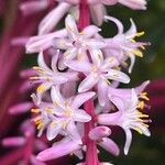 Cordyline fruticosa Цветок