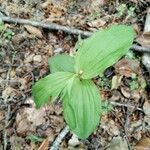 Epipactis leptochila Leaf