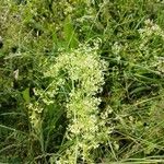 Galium mollugo Flors