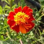 Tagetes erectaফুল