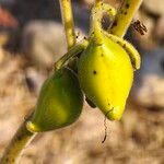 Martynia annua Fruit