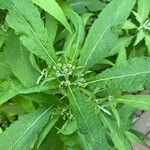 Pluchea camphorata Leaf