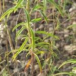 Epilobium brachycarpum Φύλλο