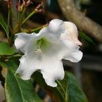 Beaumontia grandiflora Kwiat