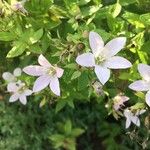 Campanula lactiflora फूल