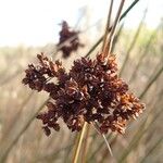 Juncus acutus Плод