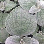 Coleus argentatus পাতা